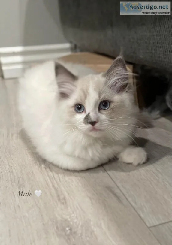 Ragdoll kitty
