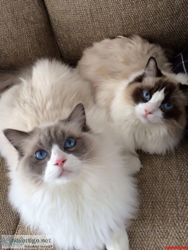 ragdoll kitten