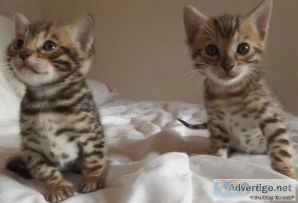 Cherish Bengle Kitten available now