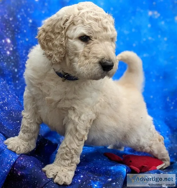 F1B Goldendoodle puppies