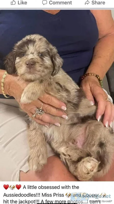 Aussiedooles