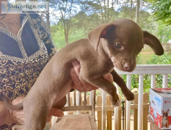 ChihuahuaWeenie