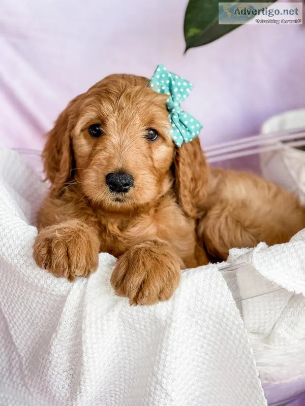 F1 Standard Goldendoodle puppies ready