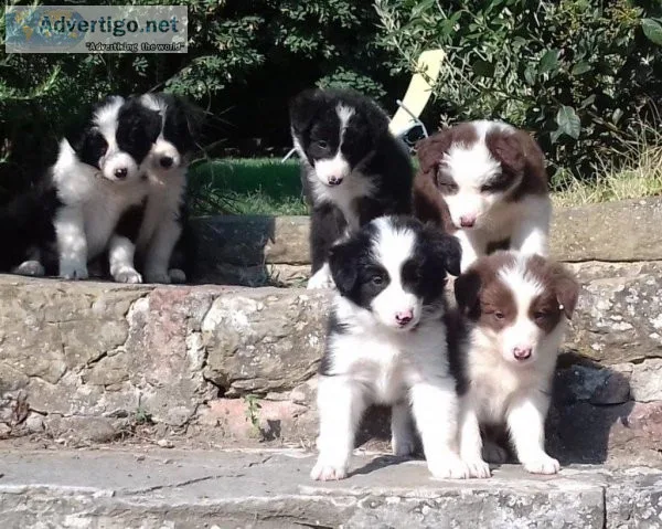 Male and Female Border Collie puppies