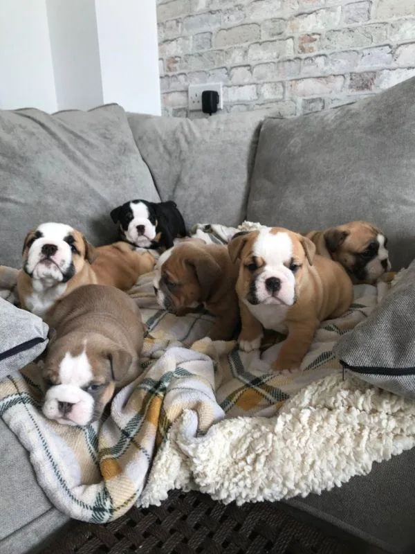 Precious English Bulldog puppies