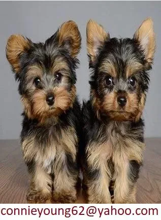DrSAwe yorkie puppies available