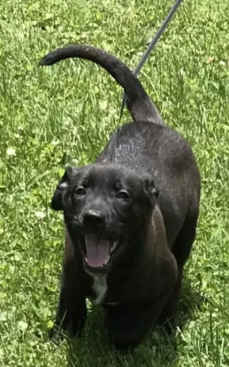 Very sweet male and female labs