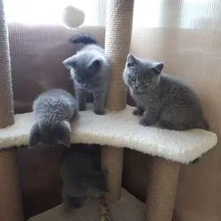 SWEET BRITISH SHORT HAIR KITTENS