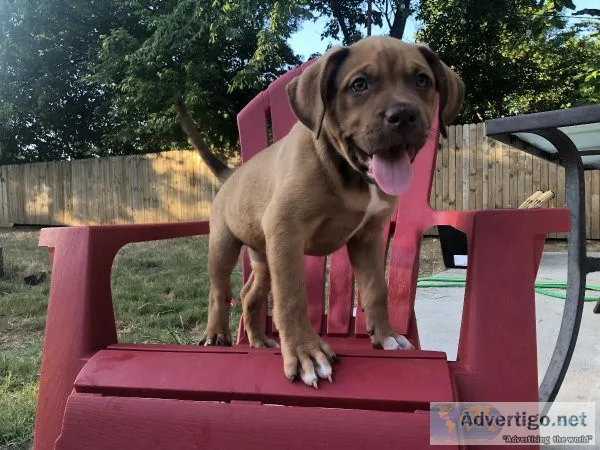 XL American Bullies