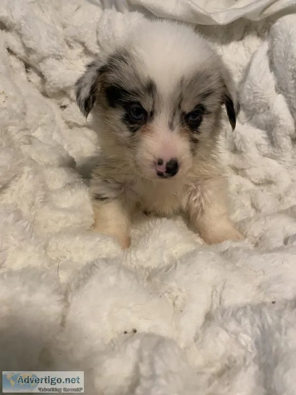 Merle corgis