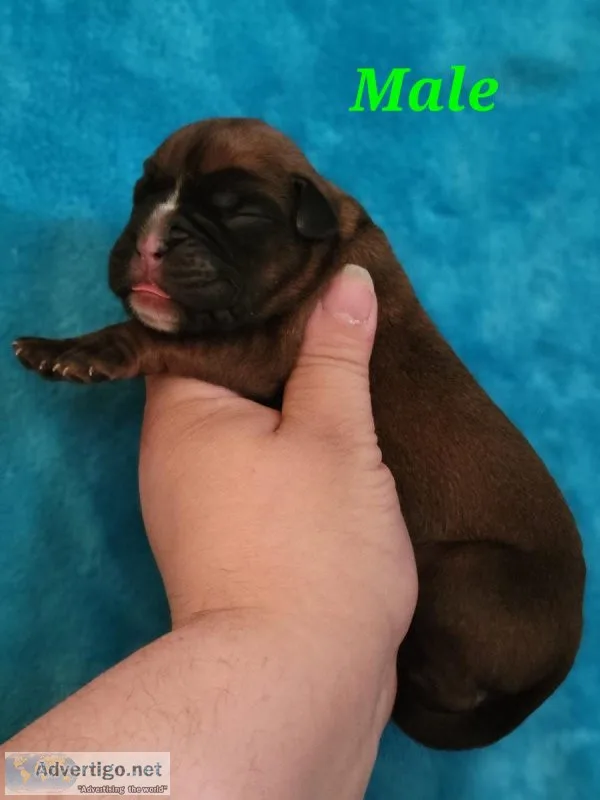 European Boxer Pups