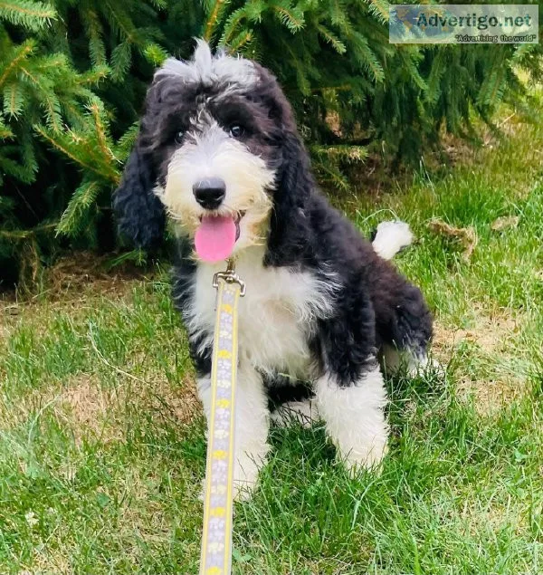 Katie sheepadoodle