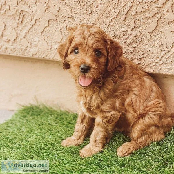 Goldendoddle