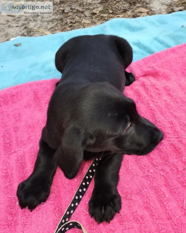 Labrador Retriever puppies