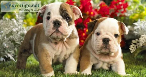 Priceless English Bulldog puppies
