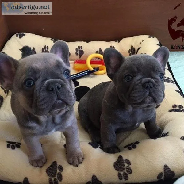 Home raised French Bulldog puppies available