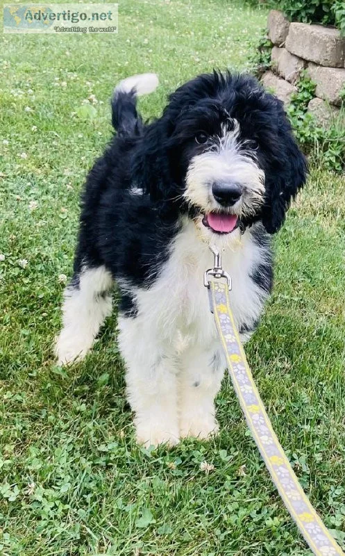 wayne sheepadoodle