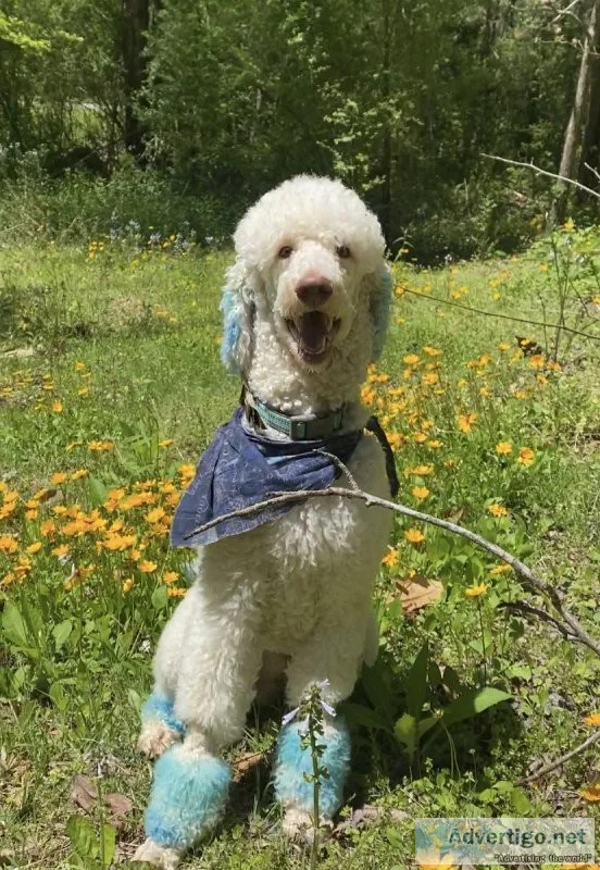 Male Standard Poodle