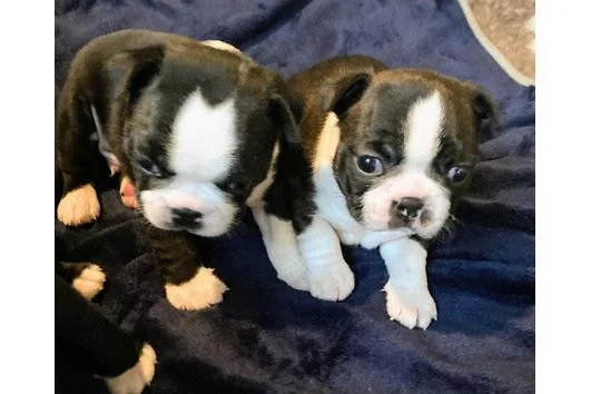 Registered Boston Terrier puppies