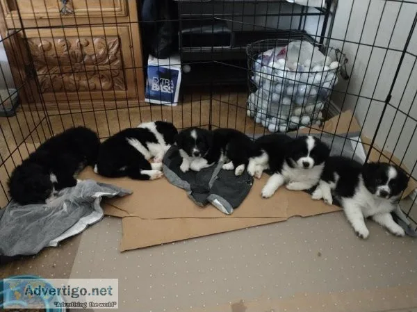 Adorable Aussie s Males Males BlackWhite Tricolor