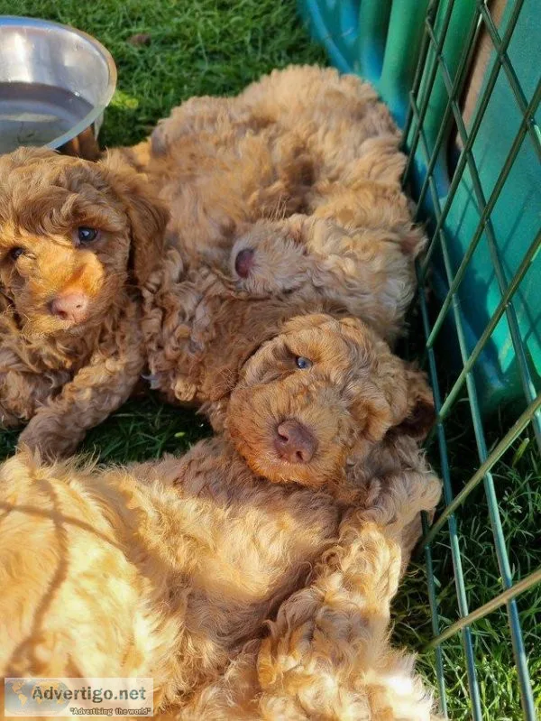 F1 Cockapoo puppies for sale