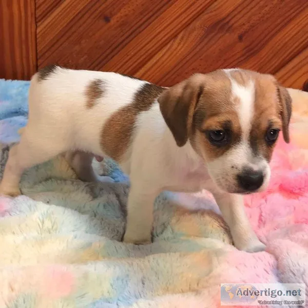 Queen Elizabeth Pocket Beagle Puppies near you