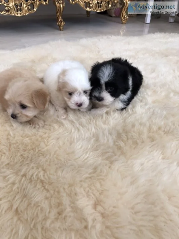 Morkie puppies