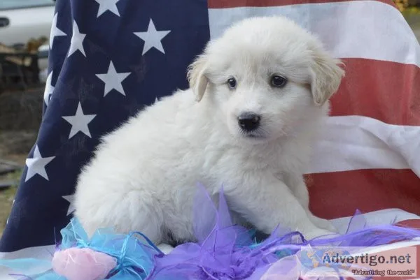 Mini goldendoodle F1B