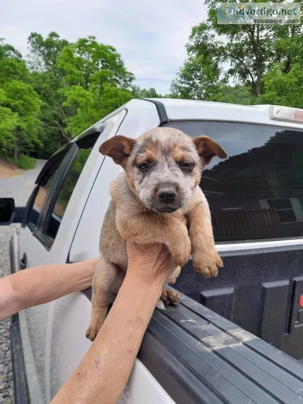 Red and Blue Heelers