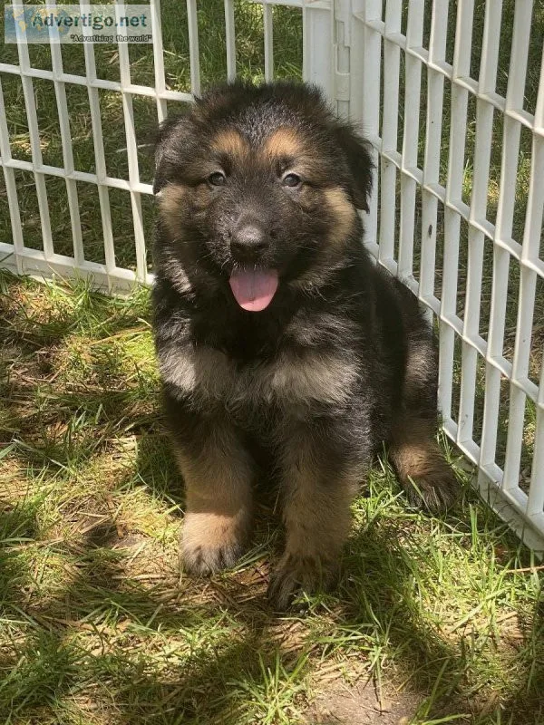 German Shepard Puppies -AKC