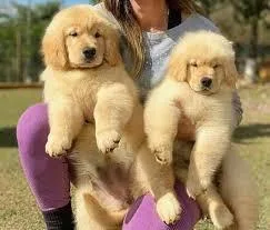 Adorable Goldern Retriver Puppies