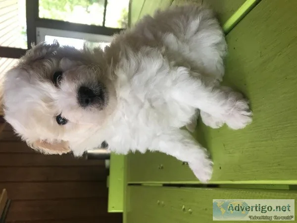 Pomapoo