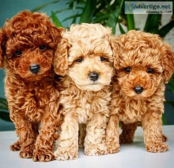 Male and female Toil Poodle puppies for pet lovers