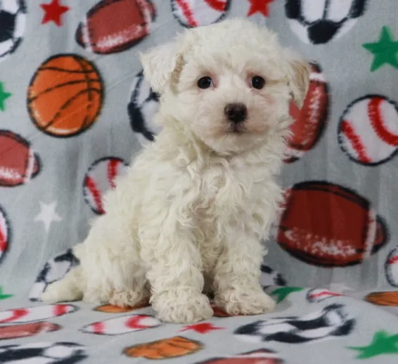 Maltipoo puppies