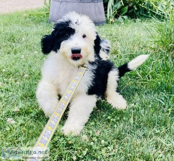 waylon sheepadoodle