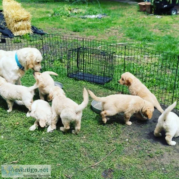 Golden retriever