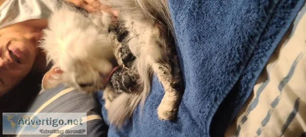 Maine Coon kittens