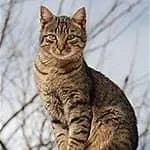 Cat wants new owner