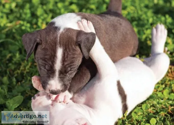 Super Adorable PitBull Puppies