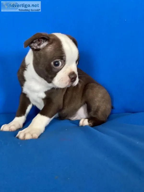 Boston Terrier Puppies
