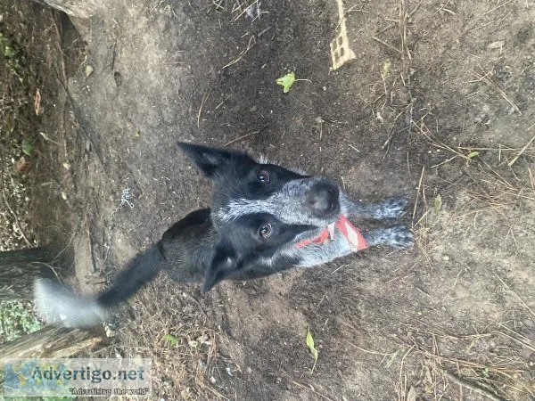 Border collie Australian cattle dog