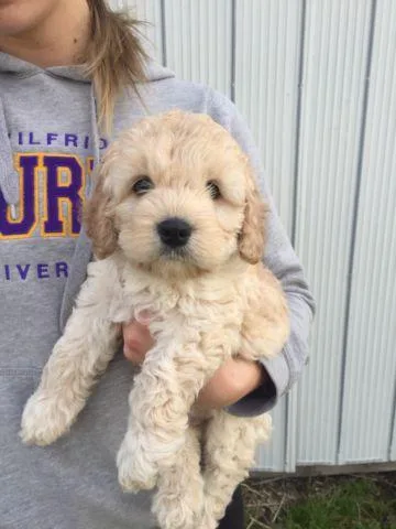 Cockapoo F2 (poodle and cocker)
