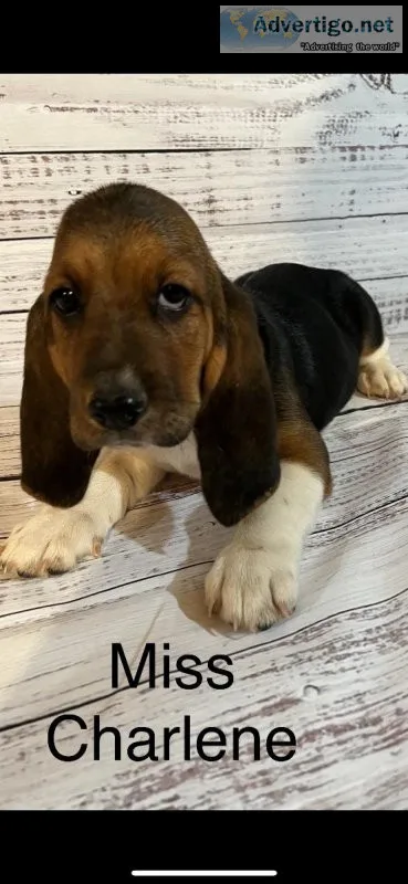 Basset Hound Puppies
