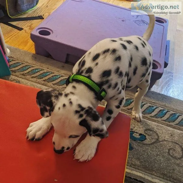 Dalmatian puppies
