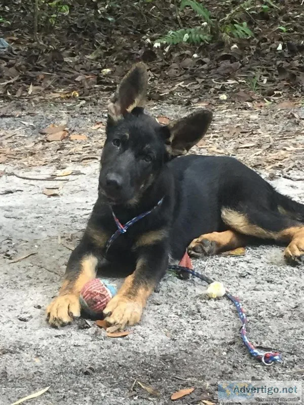 German Shepherd pups