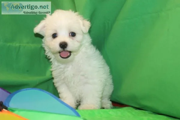 Malshihpoo puppies for sale