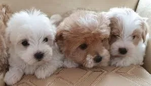Top Class Maltipoo Puppies Available