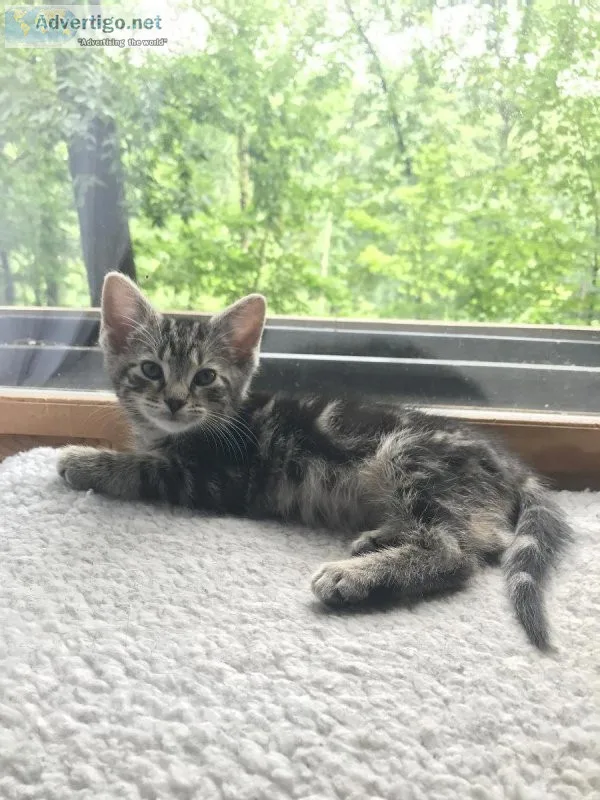 8 week old bengal mix kittens