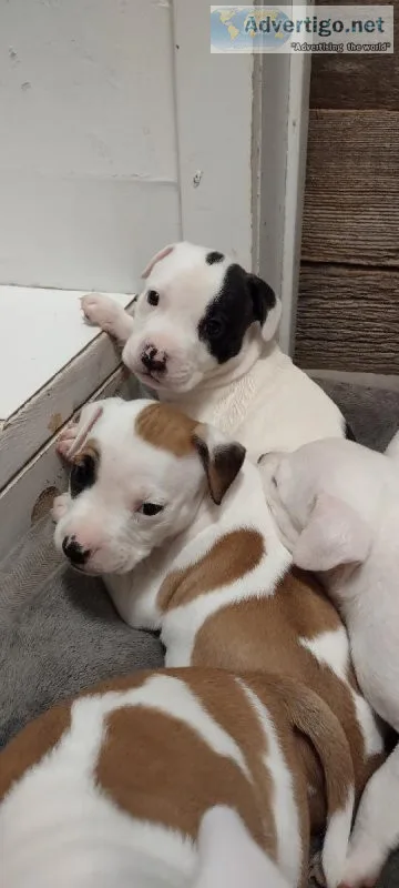 American Bullies