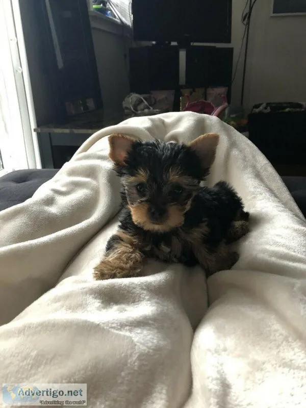 Unique Yorkie from CHAMPIONS